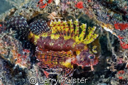 Short fin scorpionfish, devil fish...FISH ID ????  Lembeh... by Larry Polster 